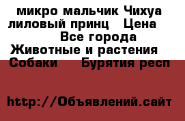 микро мальчик Чихуа лиловый принц › Цена ­ 90 - Все города Животные и растения » Собаки   . Бурятия респ.